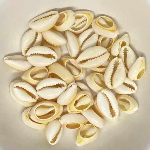 Búzio Cortado 20x12mm Natural Pacote com 25un DIY Artesanato