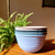 Bowl Bicolor en internet