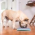 Lickimat Tuff Playdate na internet