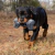 Brinquedos KONG Maxx Bone | Durabilidade e Diversão para Cães Fortes - loja online