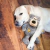 Brinquedo Kong Wild Knots Bear M na internet