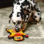 Brinquedo para cachorro Invincibles Lagartixa - Outward Hound na internet