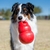 Brinquedo Kong para Cães Bounzer na internet
