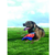 Brinquedo Petmate Flying Squirrel - Chuckit - Hello Pet - Petshop Online