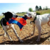 Imagem do Brinquedo Petmate Flying Squirrel - Chuckit