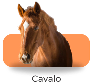 Marca 4 de  Vetys do Brasil: Produtos Para Pets e Saúde Animal