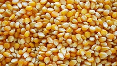 Maiz pisingallo x500 gr