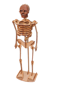 Rompecabezas Maqueta Para Armar Esqueleto 3d