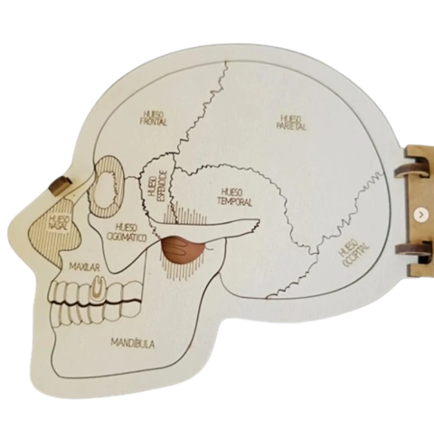 Craneo En Capas Educativo Huesos Cerebro Madera