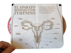 Aprende El Aparato Reproductor Femenino Anatomia Educacion Sexual Madera
