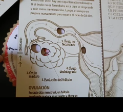 Imagen de Aprende El Aparato Reproductor Femenino Anatomia Educacion Sexual Madera