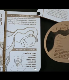 Aprende El Aparato Reproductor Femenino Anatomia Educacion Sexual Madera - tienda online