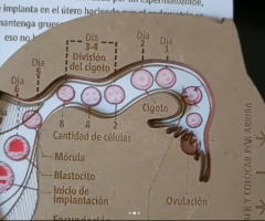 Aprende El Aparato Reproductor Femenino Anatomia Educacion Sexual Madera - Accesibble