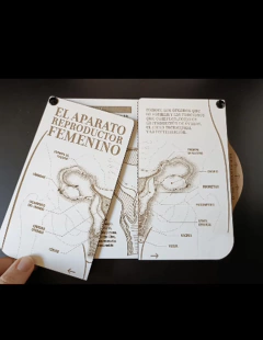 Aprende El Aparato Reproductor Femenino Anatomia Educacion Sexual Madera - comprar online
