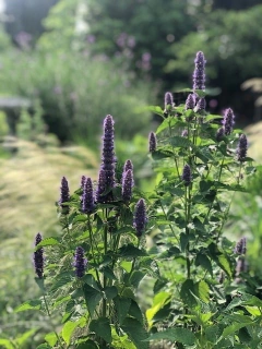 Agastache foeniculum