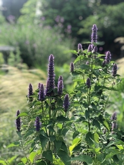 Agastache foeniculum