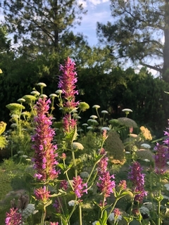 Agastache globetrotter - comprar online