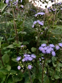 Ageratum Hostonianum - comprar online
