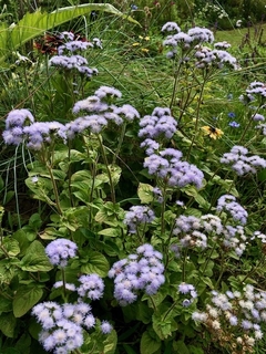 Ageratum Hostonianum - misherbaceas