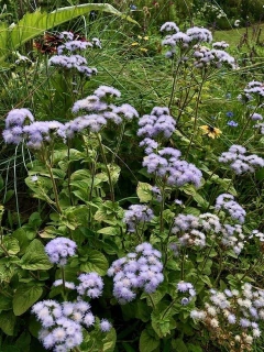 Ageratum Hostonianum - misherbaceas
