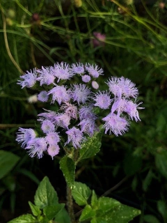 Ageratum Hostonianum