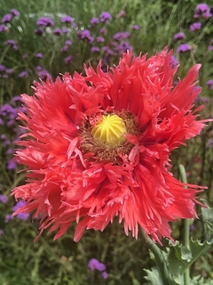 Amapolas MIX - comprar online