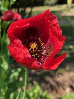 Amapolas MIX en internet