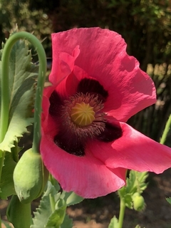 Amapolas MIX