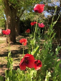 Amapolas MIX - misherbaceas