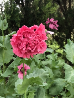 Amapolas MIX