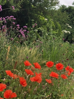 Amapolas MIX - comprar online