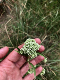 Astroeupatorium inulifolium en internet