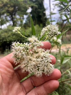 Astroeupatorium inulifolium - comprar online