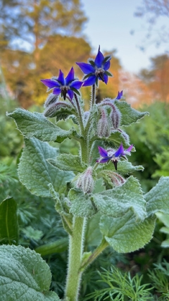 Borraja officinalis en internet