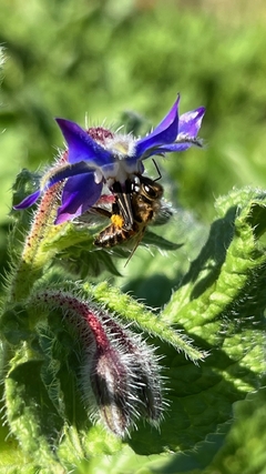 Borraja officinalis - misherbaceas