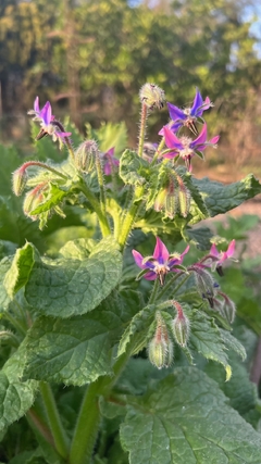 Borraja officinalis