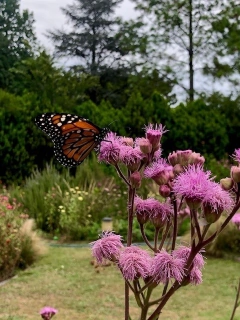 Campuloclinium macrocephalum - tienda online
