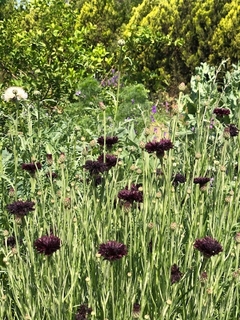 Centaurea Black Ball - comprar online