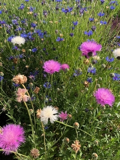 Centaurea Imperialis - comprar online
