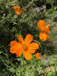 Cosmo sulphureus - comprar online