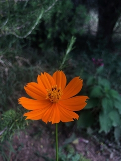 Cosmo sulphureus