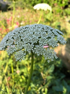 Daucus carota 'Dara
