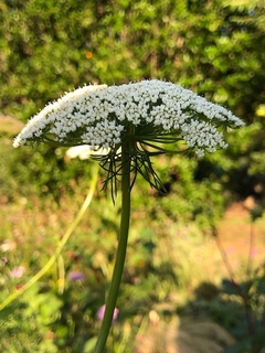 Daucus carota 'Dara - comprar online