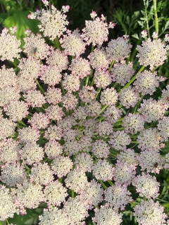 Daucus carota 'Dara en internet