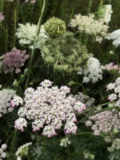 Daucus carota 'Dara - misherbaceas