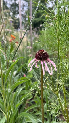 Echinacea pallida en internet