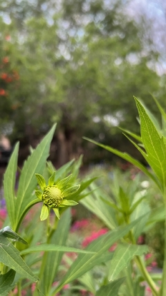 Echinacea pallida - misherbaceas