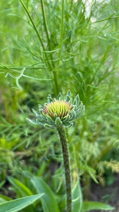 Echinacea pallida - comprar online
