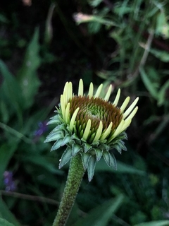Echinacea Purpurea en internet
