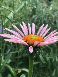 Echinacea Purpurea - comprar online